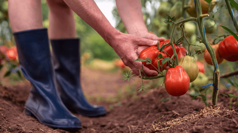 How-to-Start-Tomato-Farming.png