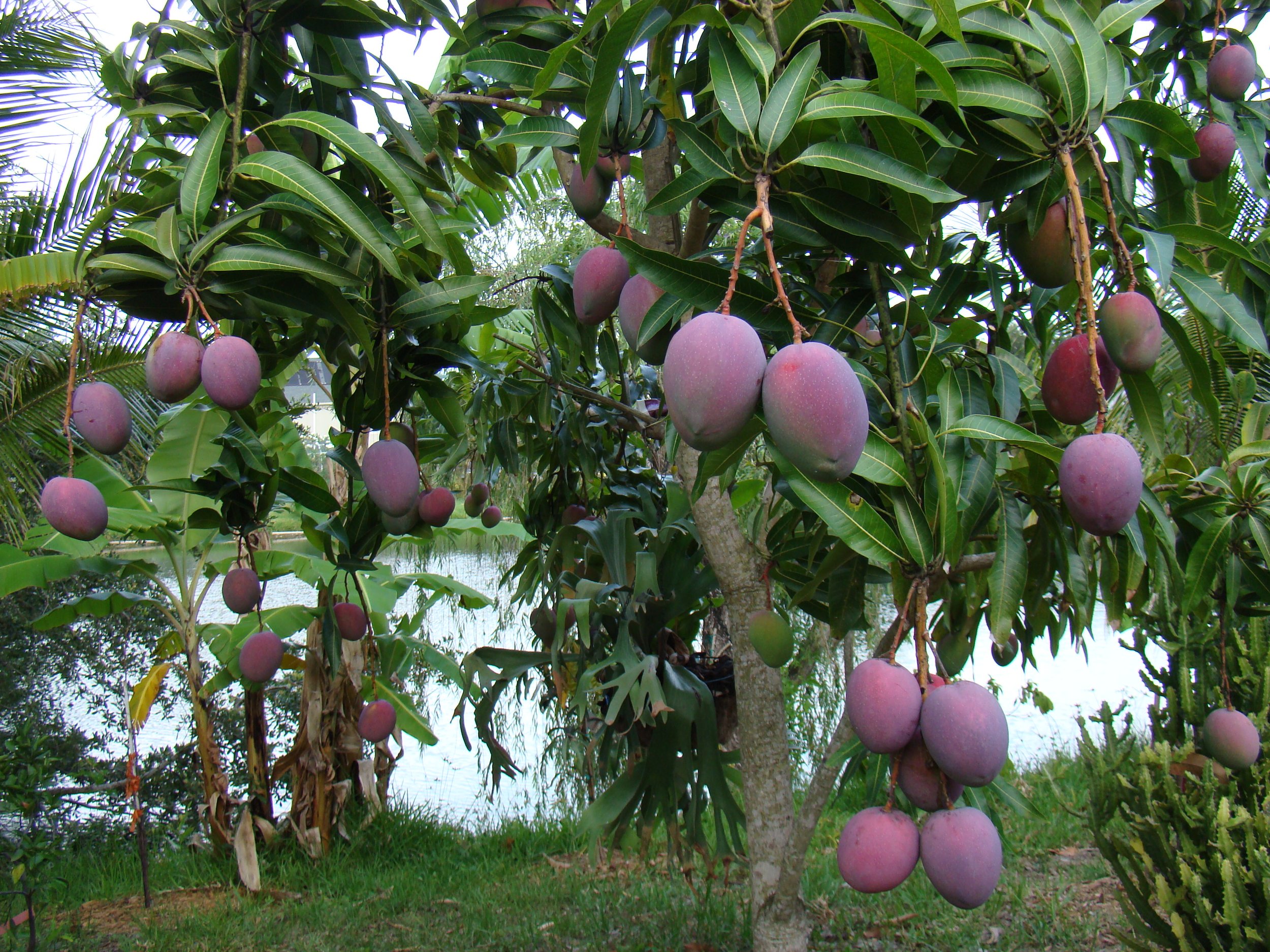 Mango_TommyAtkins02_Asit.jpg