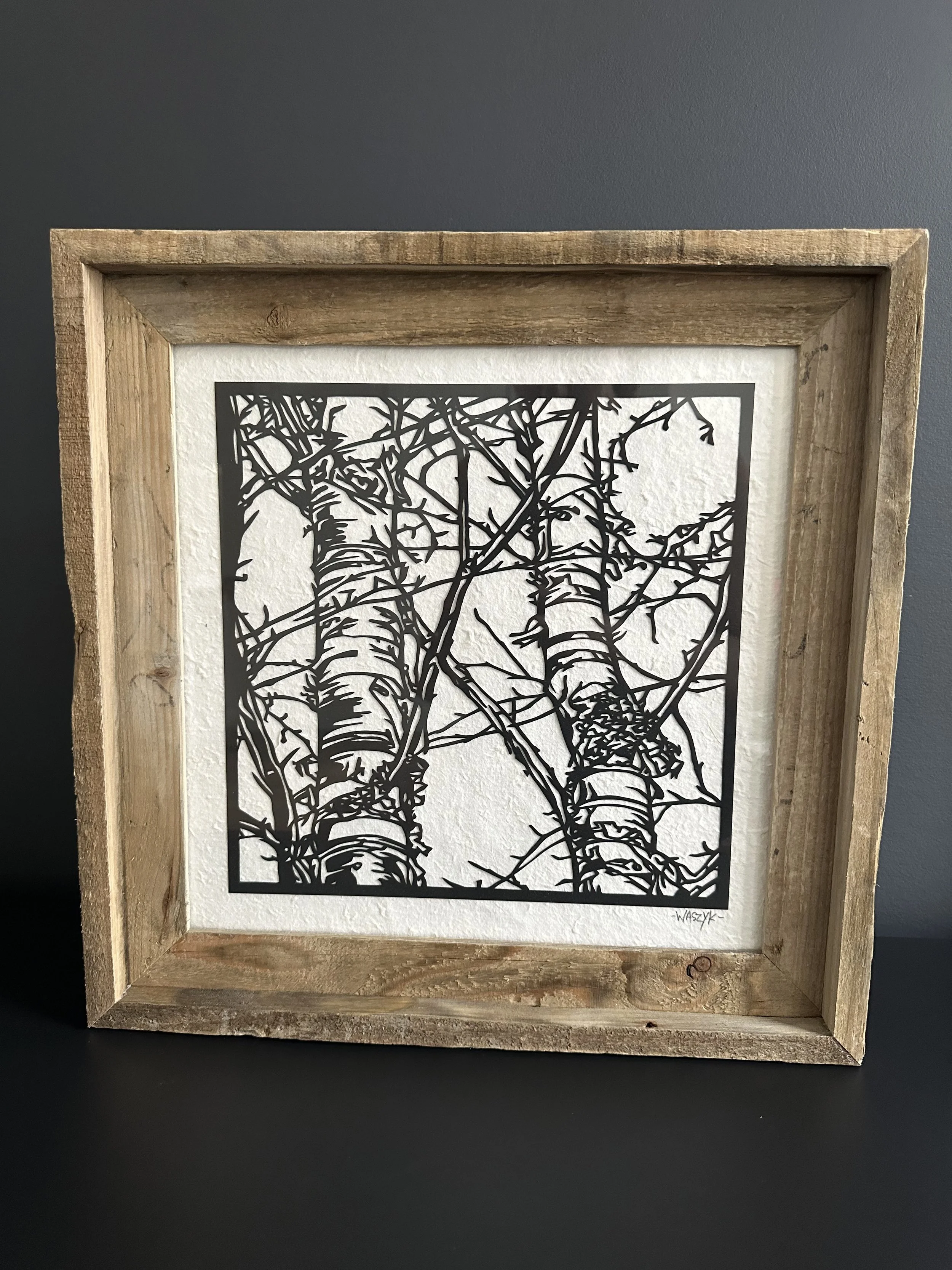 Birch Trees in Wood