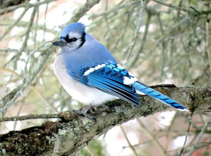 A blue and white bird, a blue jay, perched on a tree branch with a blurred leafy background.