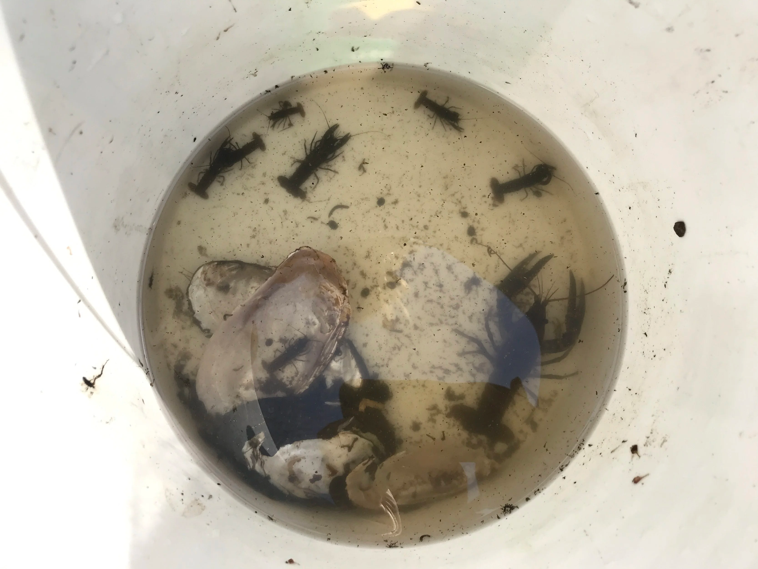 A white bucket filled with water containing dead critters, insects, and some ice cubes.