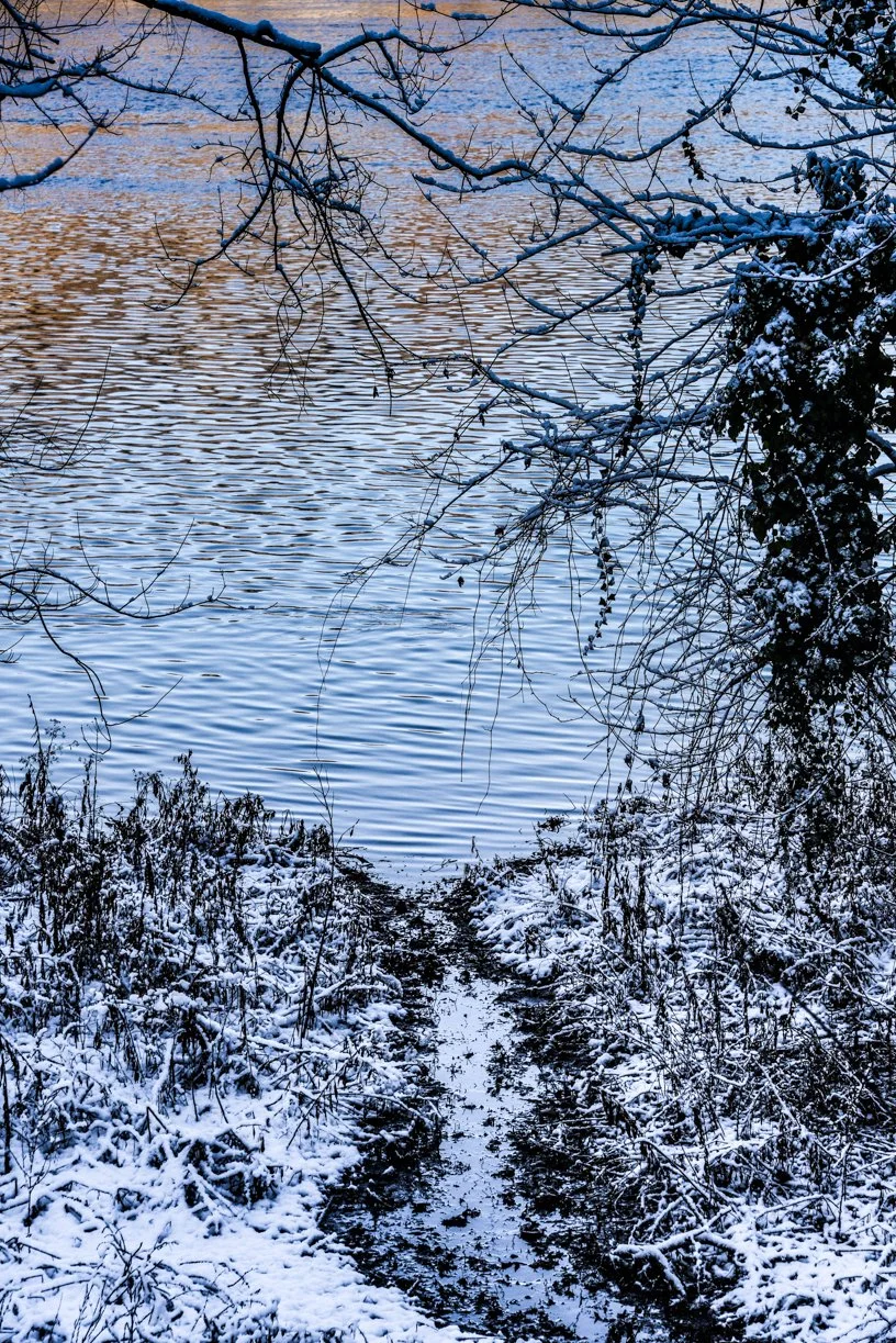 Trees and lake