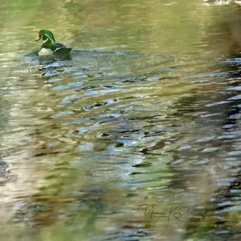 Wood Duck.