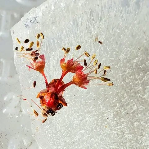 Tree bud in ice.