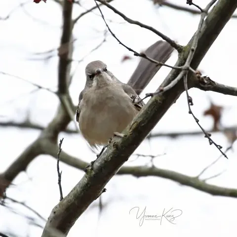 Northern Mocking Bird.