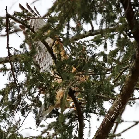 Red-Shouldered Hawk nest building.