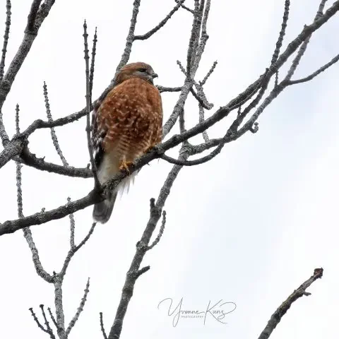 Red-Shouldered Hawk.