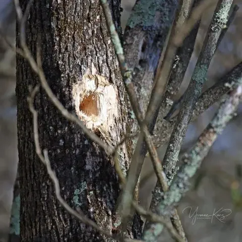New Woodpecker hole.