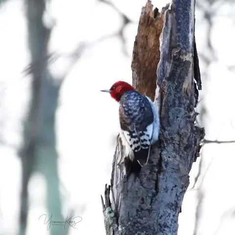 Red Headed Woodpecker.