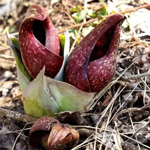 Skunk Cabbage blossoms.