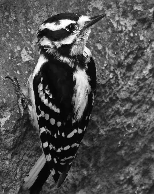 Seeing the Sourlands: Woodpeckers
