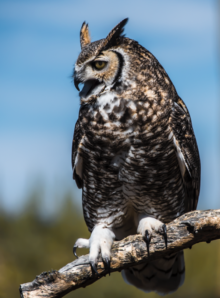 Owls