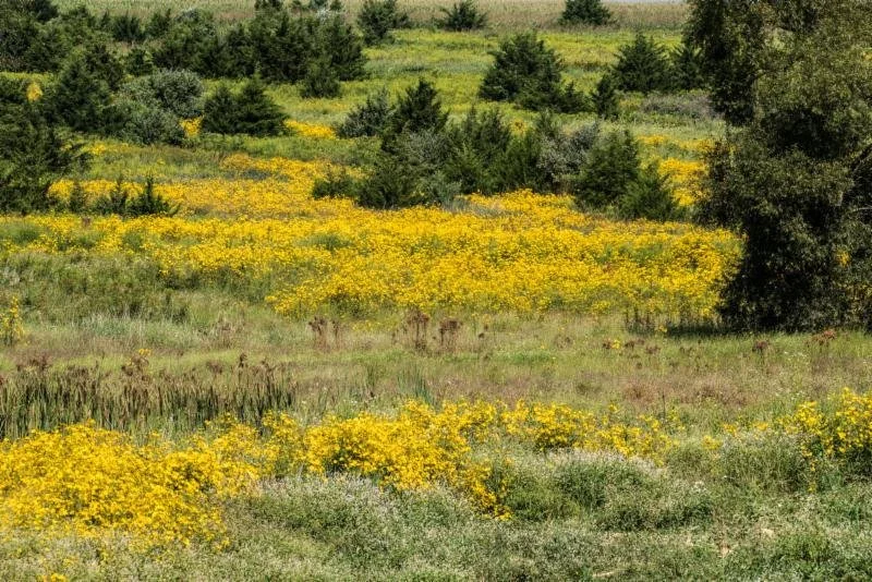 Goldenrod