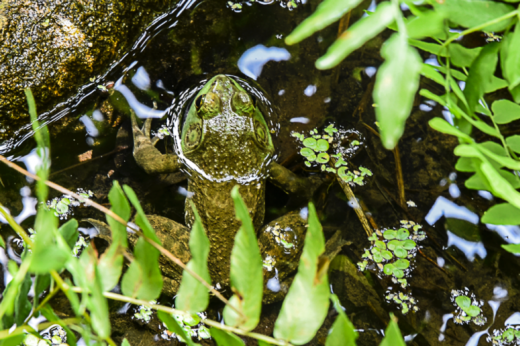 Camouflage