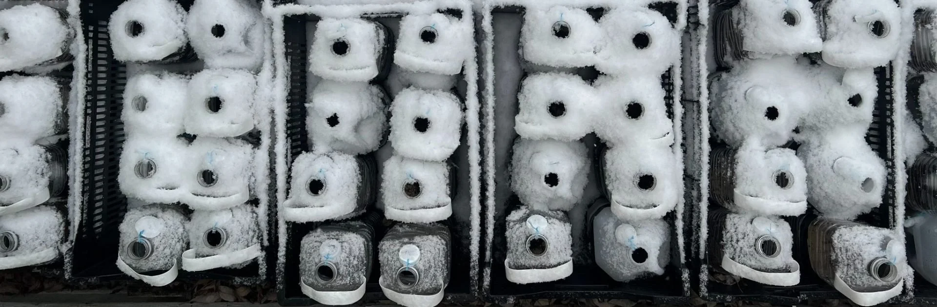 Winter Sowing