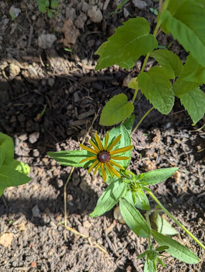 How to Kickstart Your Native Garden This Winter