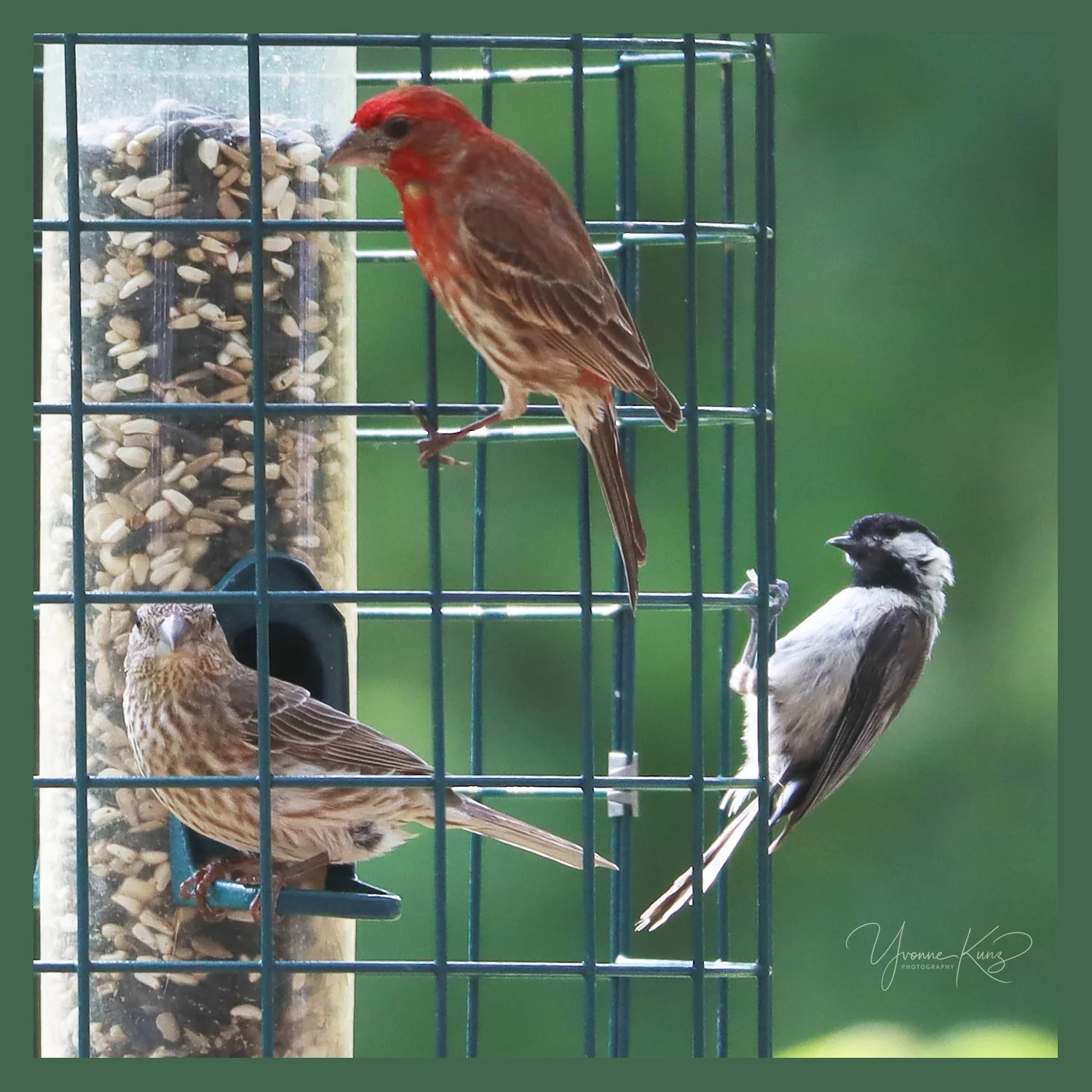 What the Bird Feeders Bring