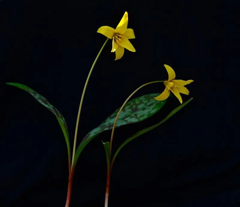 Seeing the Sourlands: Spring Ephemerals
