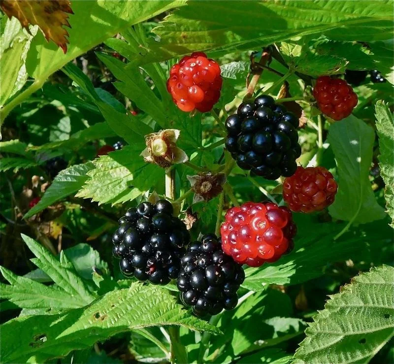 Eating the Sourlands
