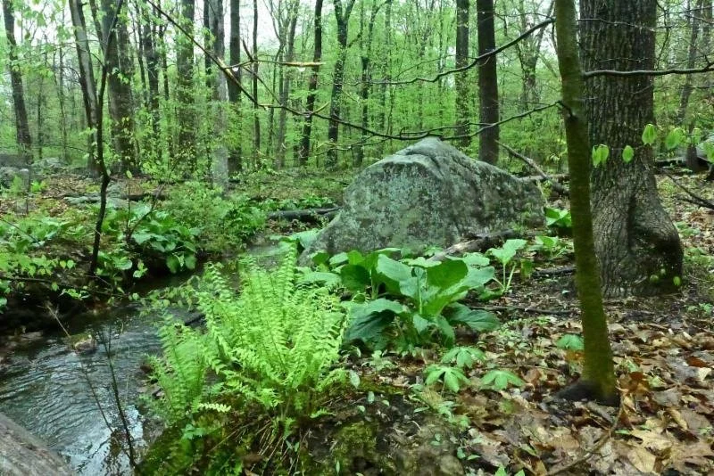 Plant Communities