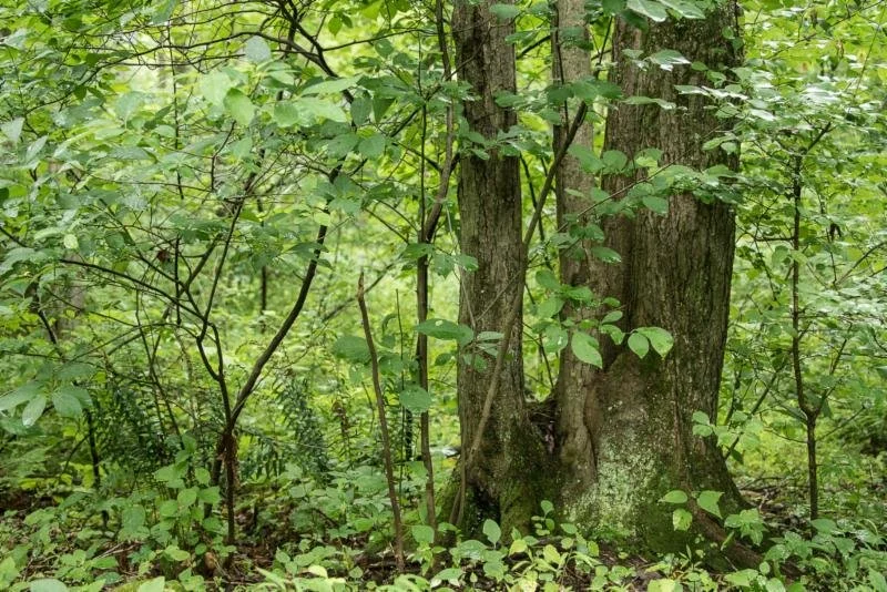 Forest Soil