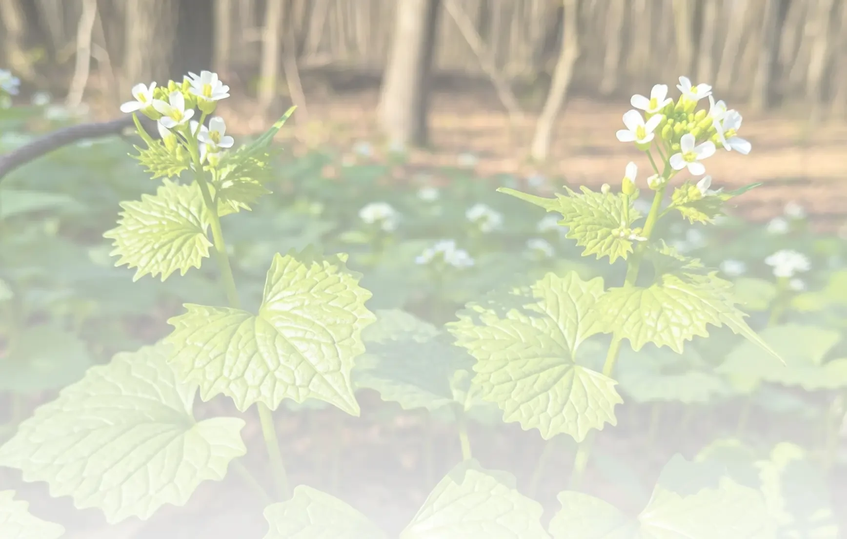 Close-up of white flowering plants with green leaves in a garden.