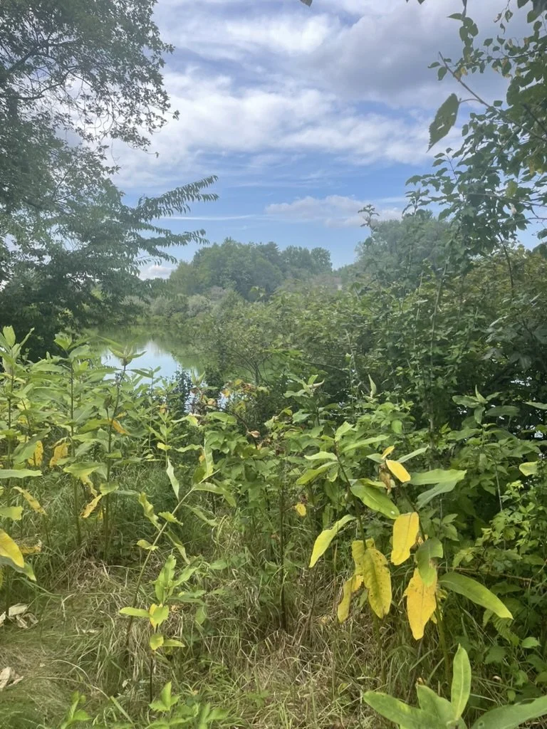 A natural landscape with dense green foliage near a calm body of water, under a partly cloudy sky.
