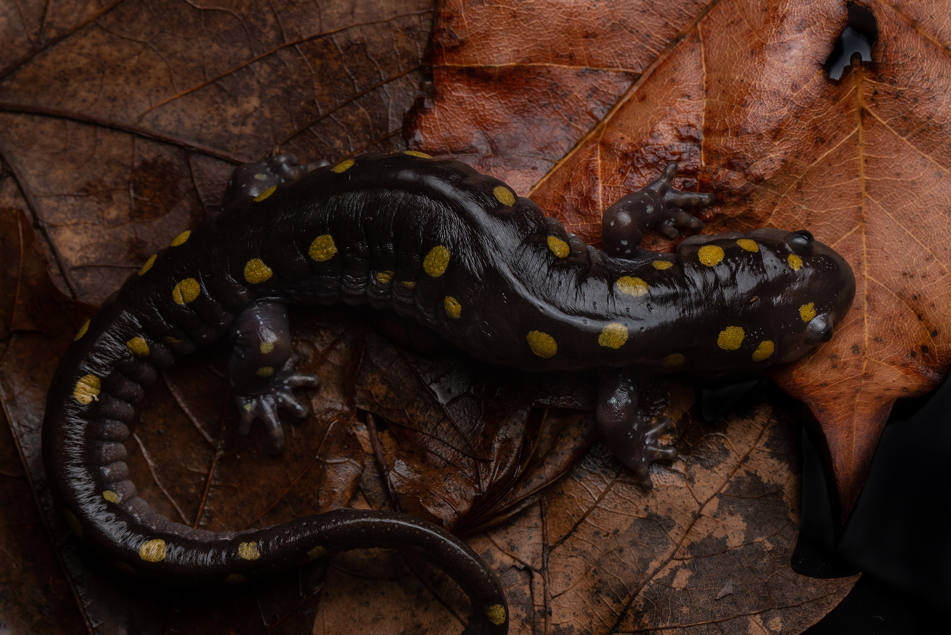 A black salamander with yellow spots on a bed of fallen brown leaves.