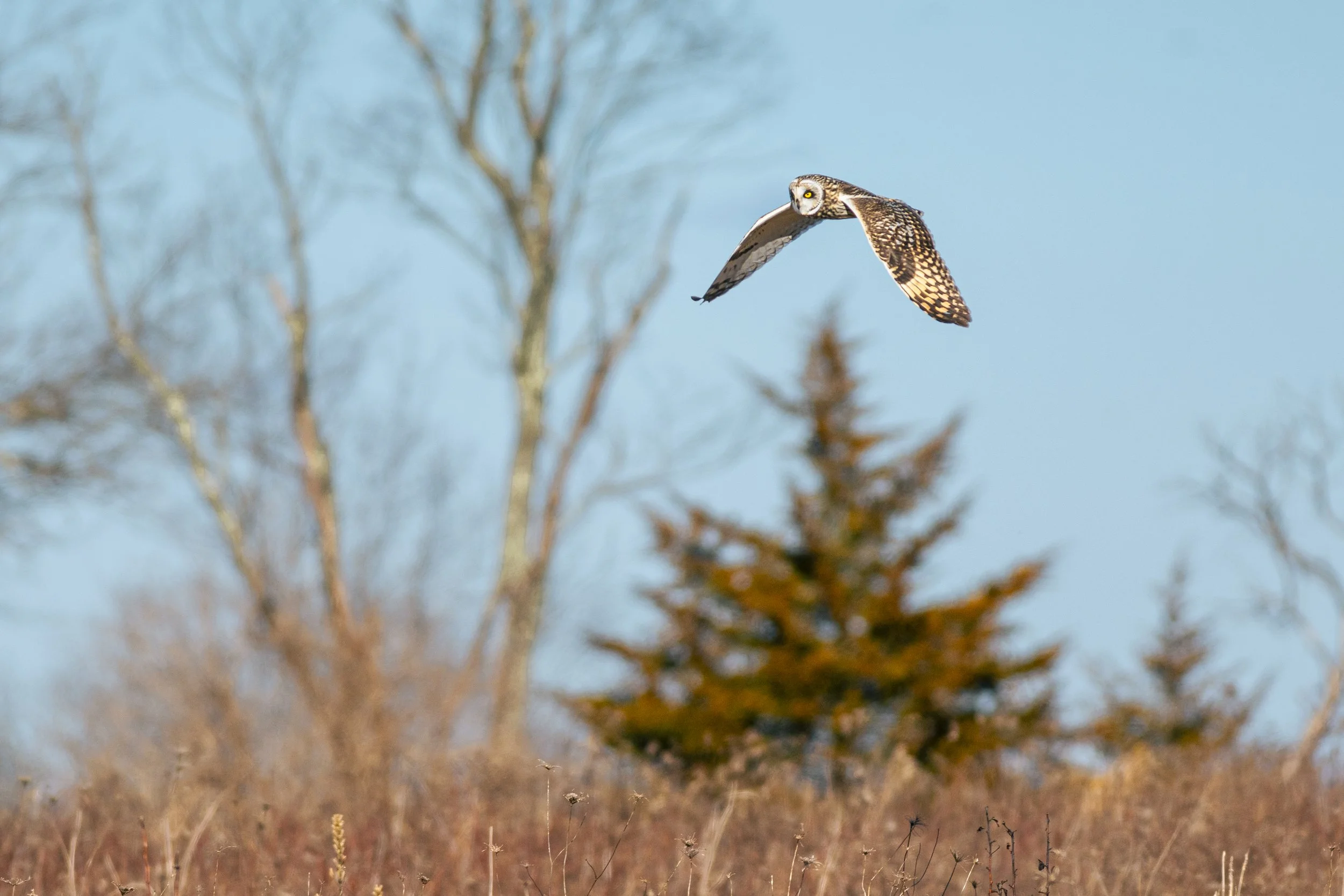 MB-HomePage-OwlFlying