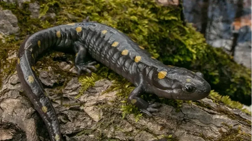 A spotted salamander on a mossy tree trunk outdoors.