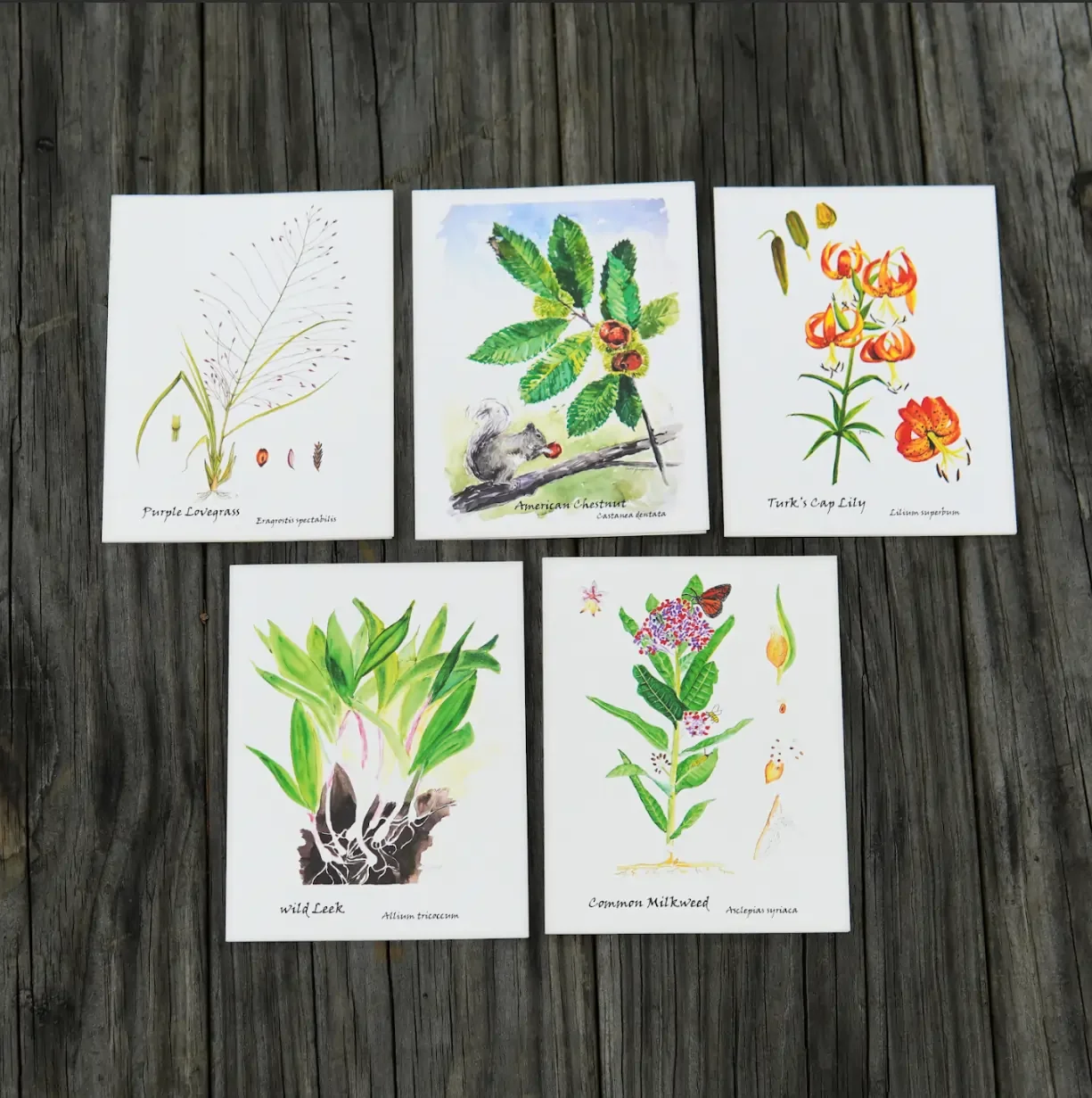 Foraging Forest Notecards (set of 10)