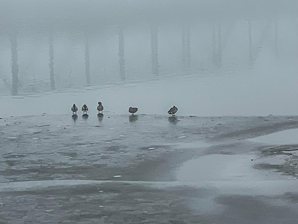 ducks on a foggy lake
