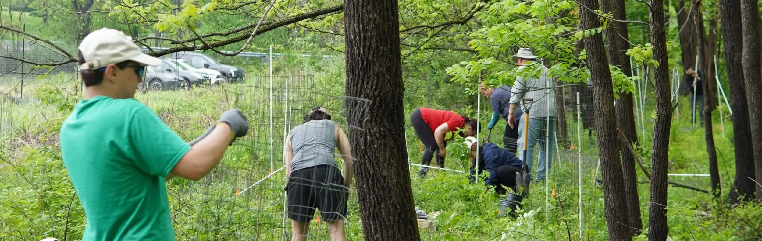 People working outdoors in a forest planting or repairing a wire fence, with trees and parked cars in the background.