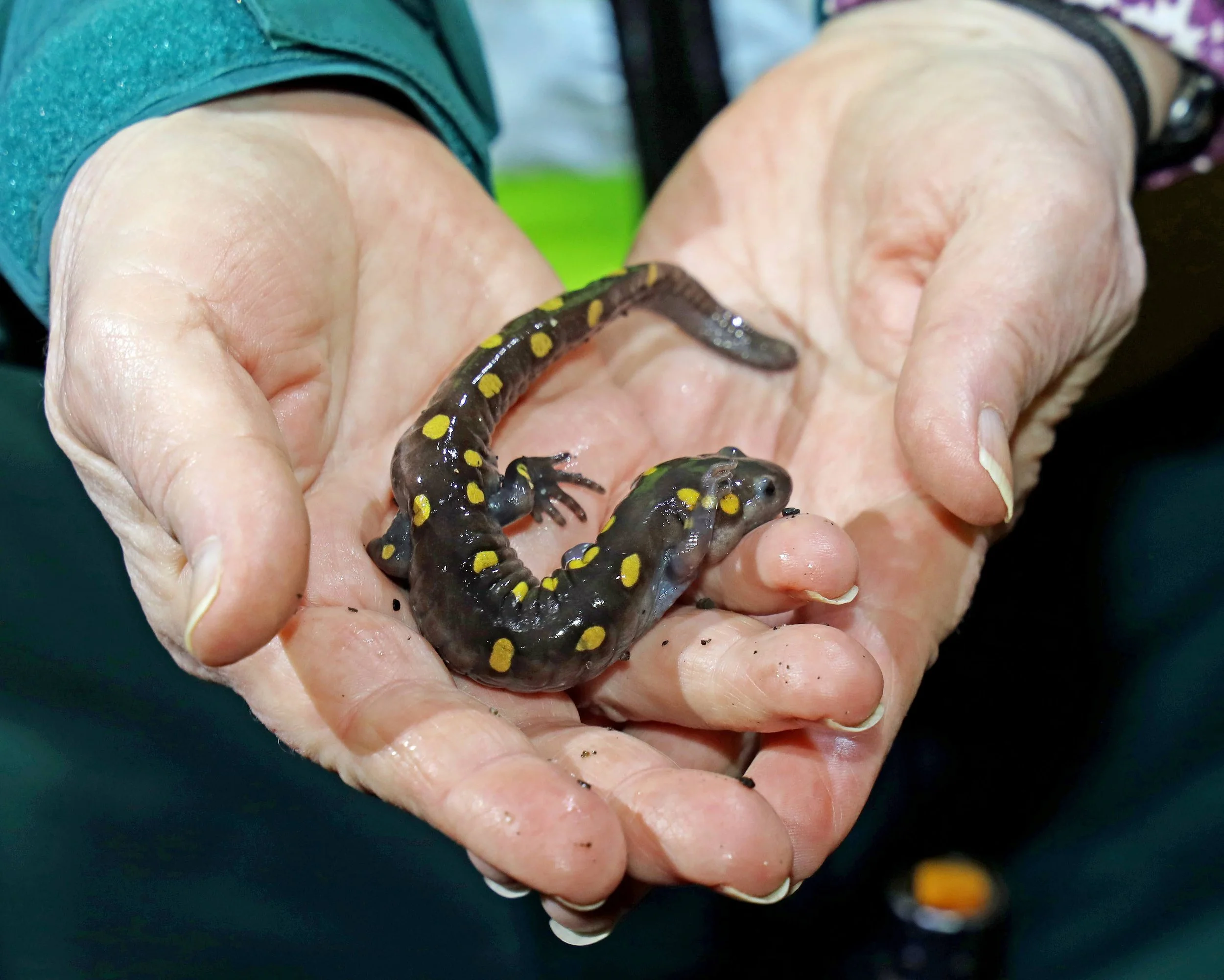 Two adult hands gently holding a baby salamander with a dark body and yellow spots.