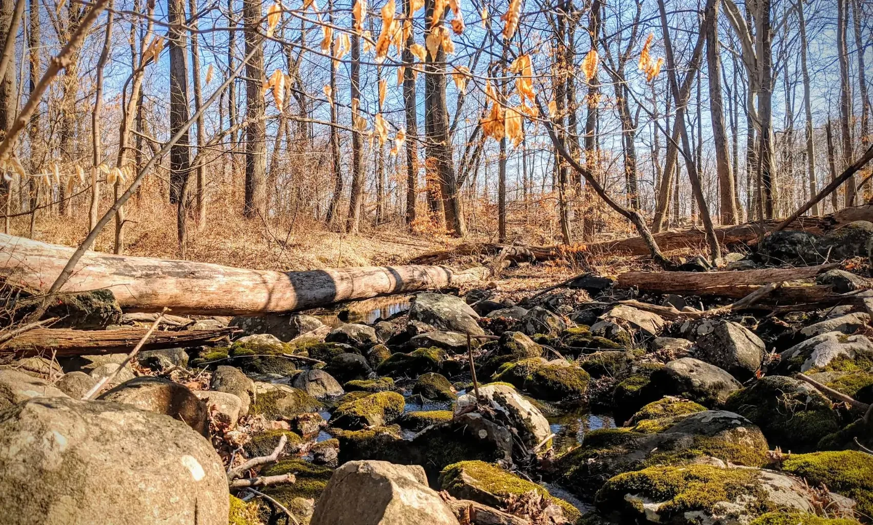 A small creek flowing over moss-covered rocks in a leafless forest during autumn, with fallen trees and dry brown foliage.