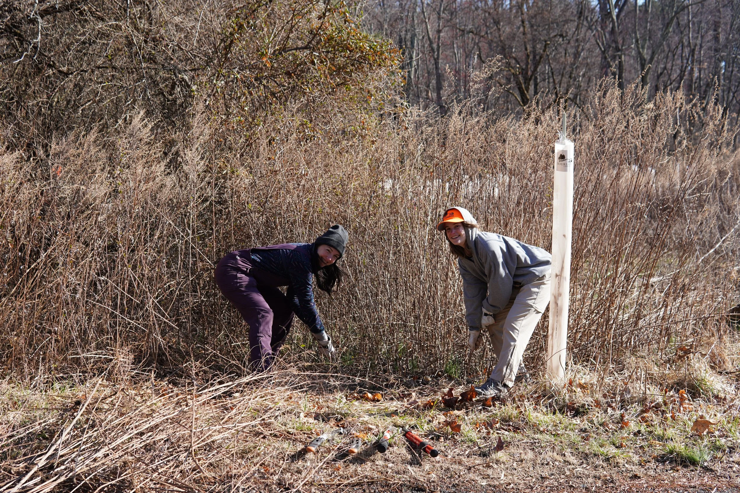 Two women planting a tree in a cleared area surrounded by brown shrubs and trees, with a wooden tube and small tools nearby.