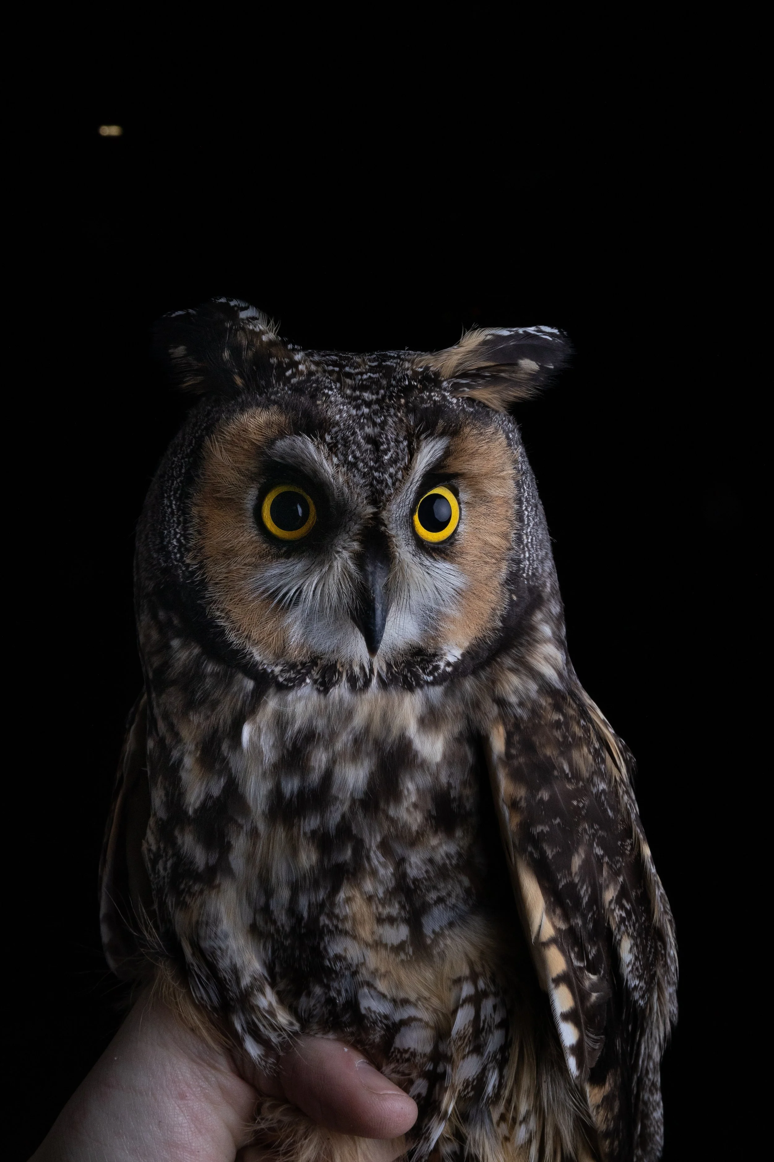 Close-up of a great horned owl with yellow eyes, black background, and human hand holding its body