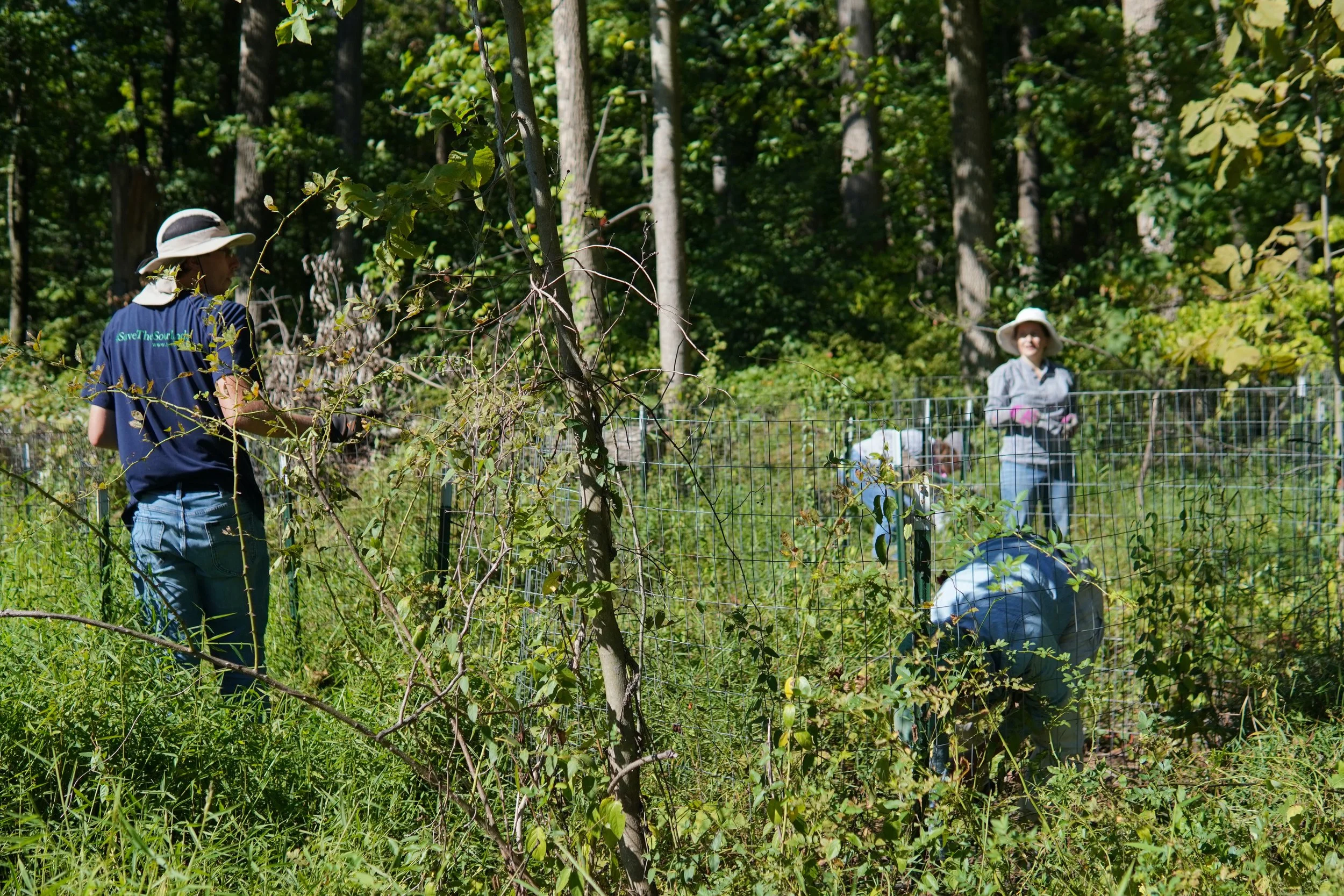 People planting or restoring a forest, with two women and one man working near a wire fence amidst dense green foliage and tall trees.