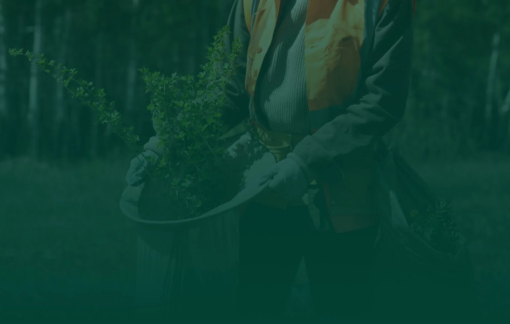 Person wearing gloves and a jacket, holding a potted green leafy plant in a garden or outdoor area.