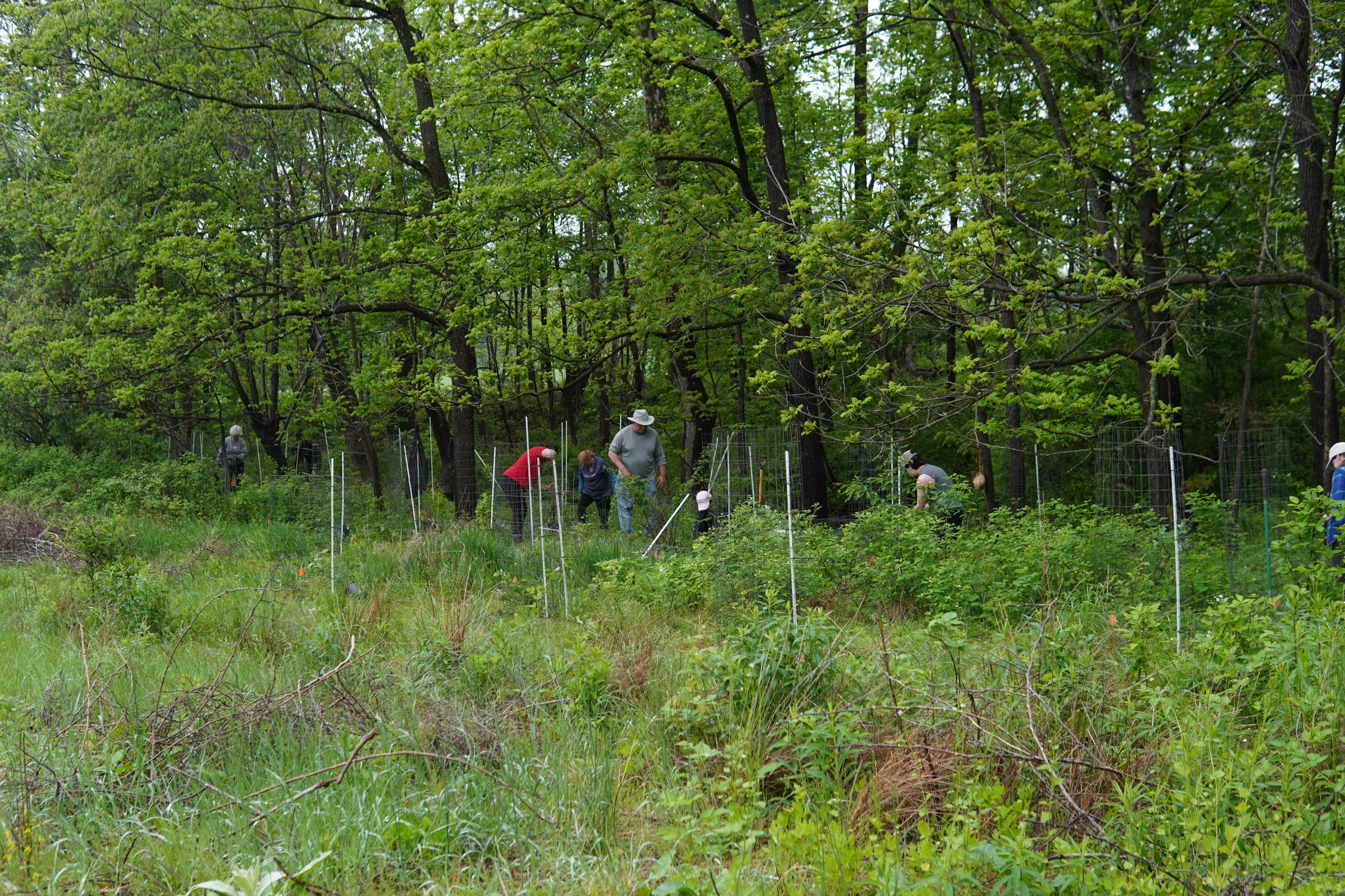 People working in a botanical garden or research area among green plants and trees, with some trees supported by wire frames.