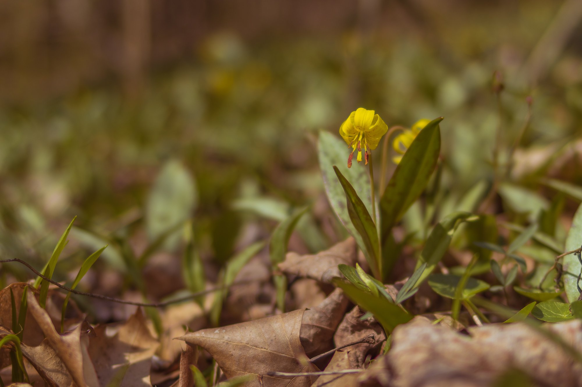 A small yellow flower with green leaves growing among dried brown leaves and grass on a forest floor.