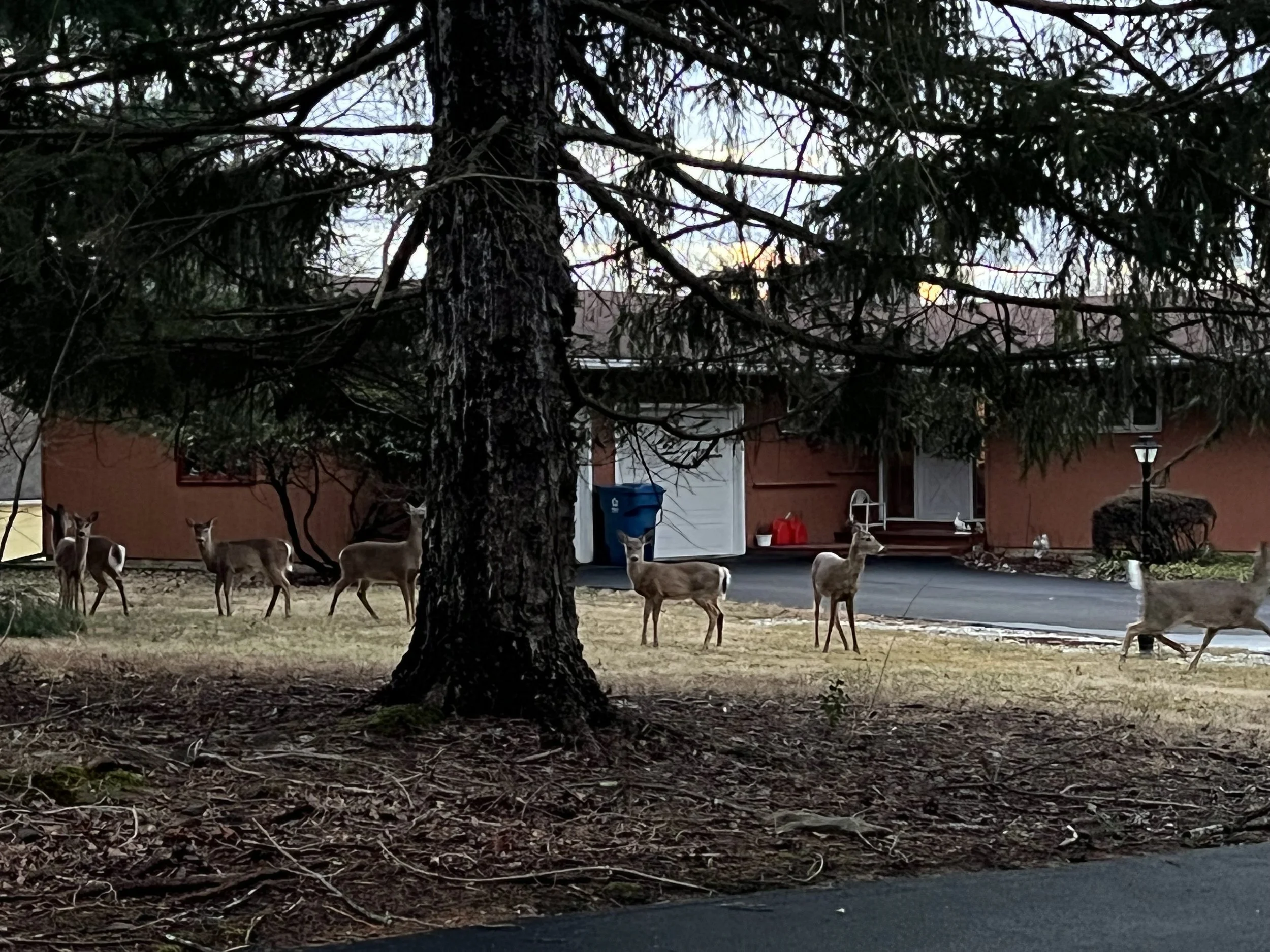 Deer standing on grass and lawn area in front of a house with red exterior wall, windows, garage, and driveway, seen through tree branches.