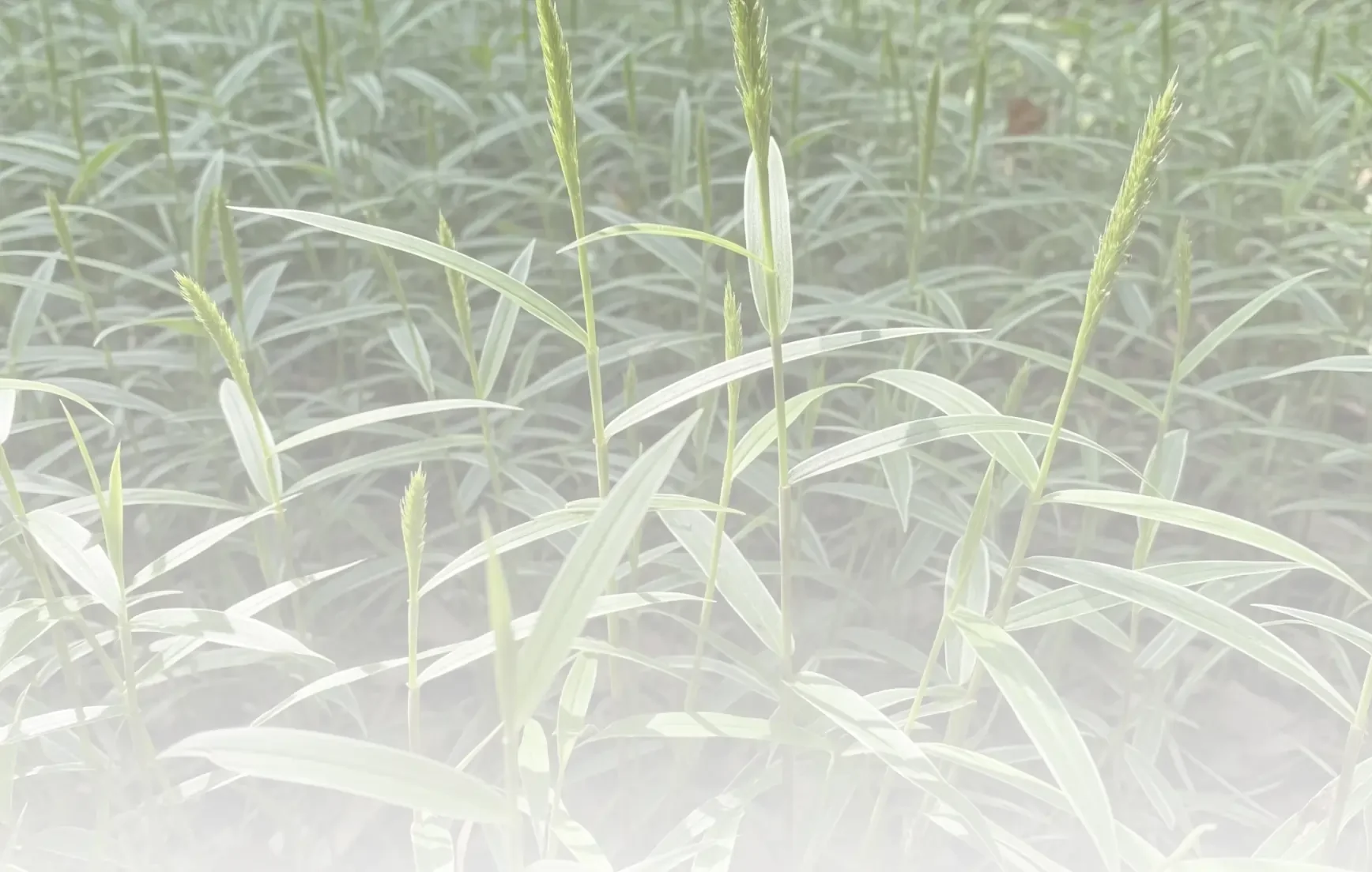 Close-up of green grass plants with thin, elongated leaves and tall seed heads.