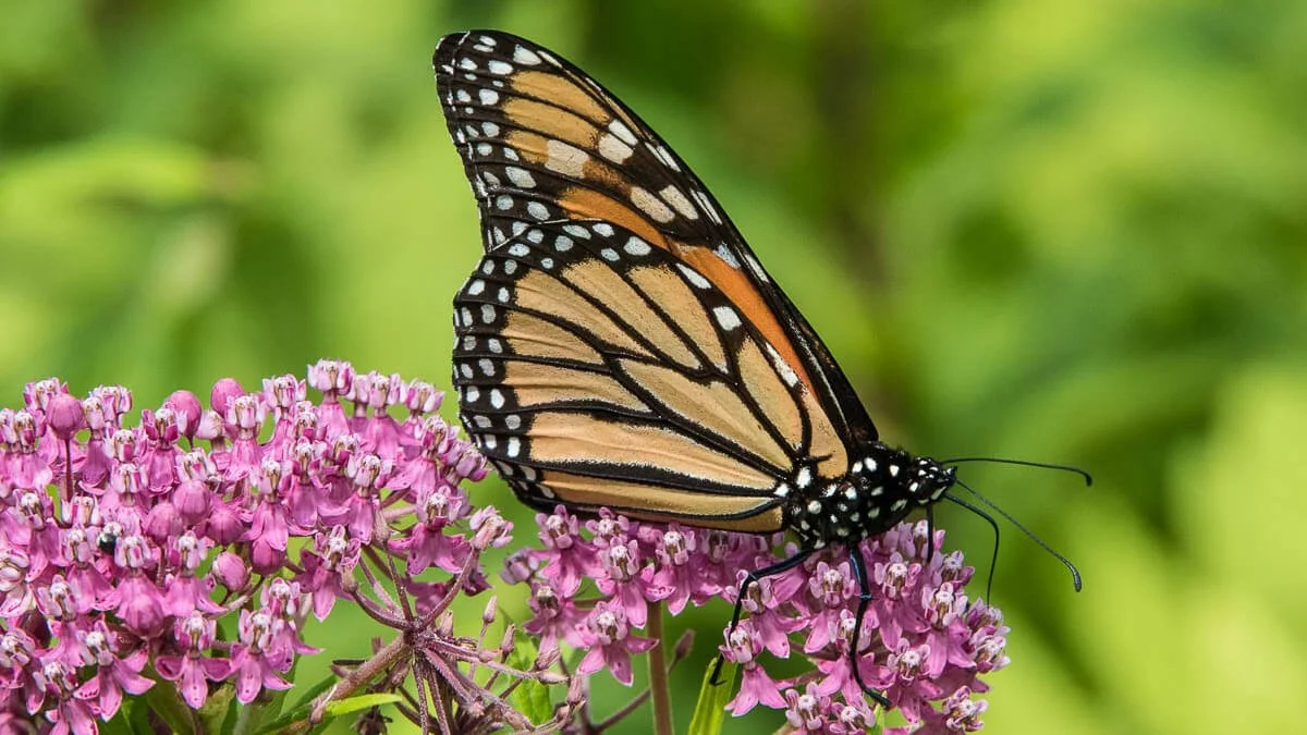 A monarch butterfly perched on pink flowers with a green blurred background.
