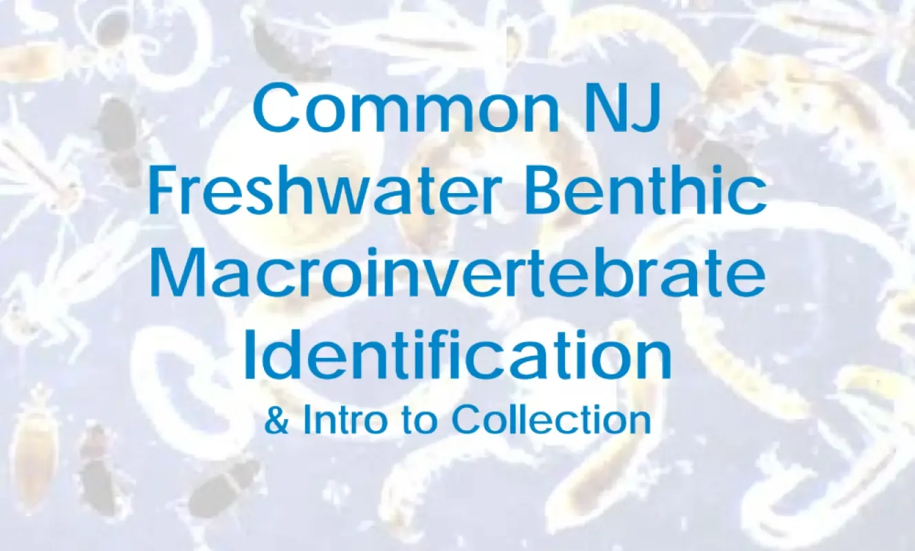 Presentation slide titled 'Common NJ Freshwater Benthic Macroinvertebrate Identification & Intro to Collection' with background images of various aquatic insects and invertebrates.
