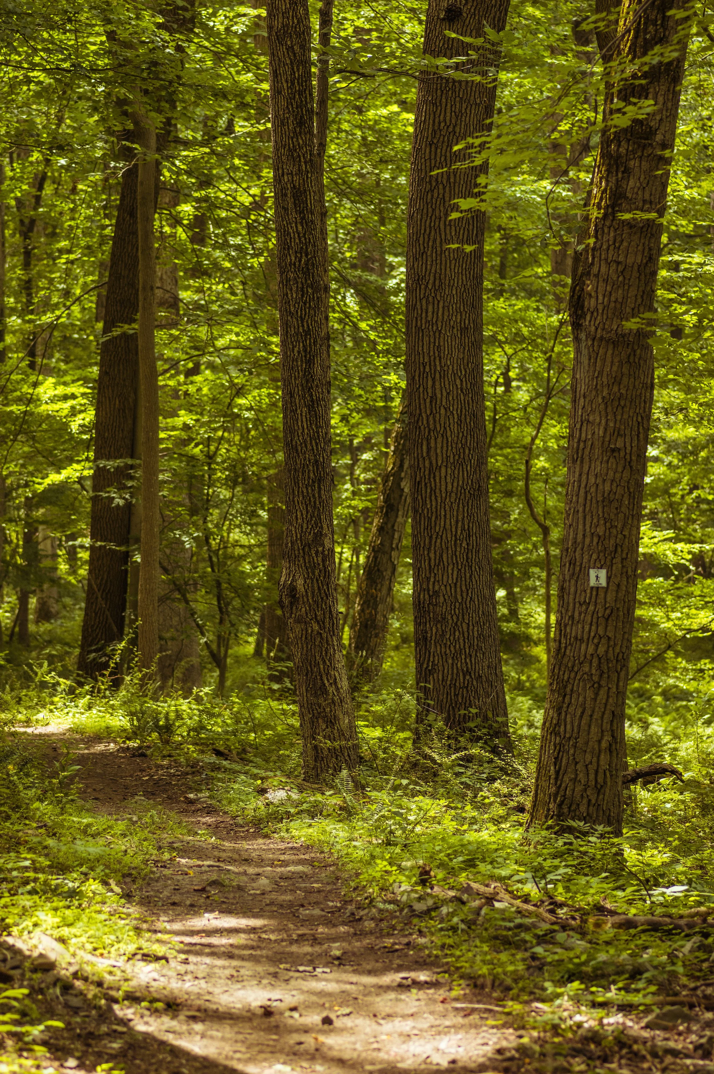A dirt trail running through a lush green forest with tall trees and dense foliage.