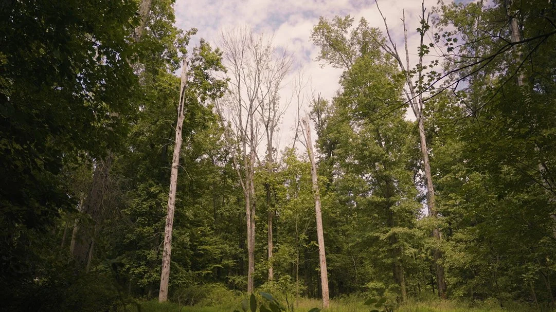A forest with tall trees, some of which are leafless, and lush green foliage in the background.
