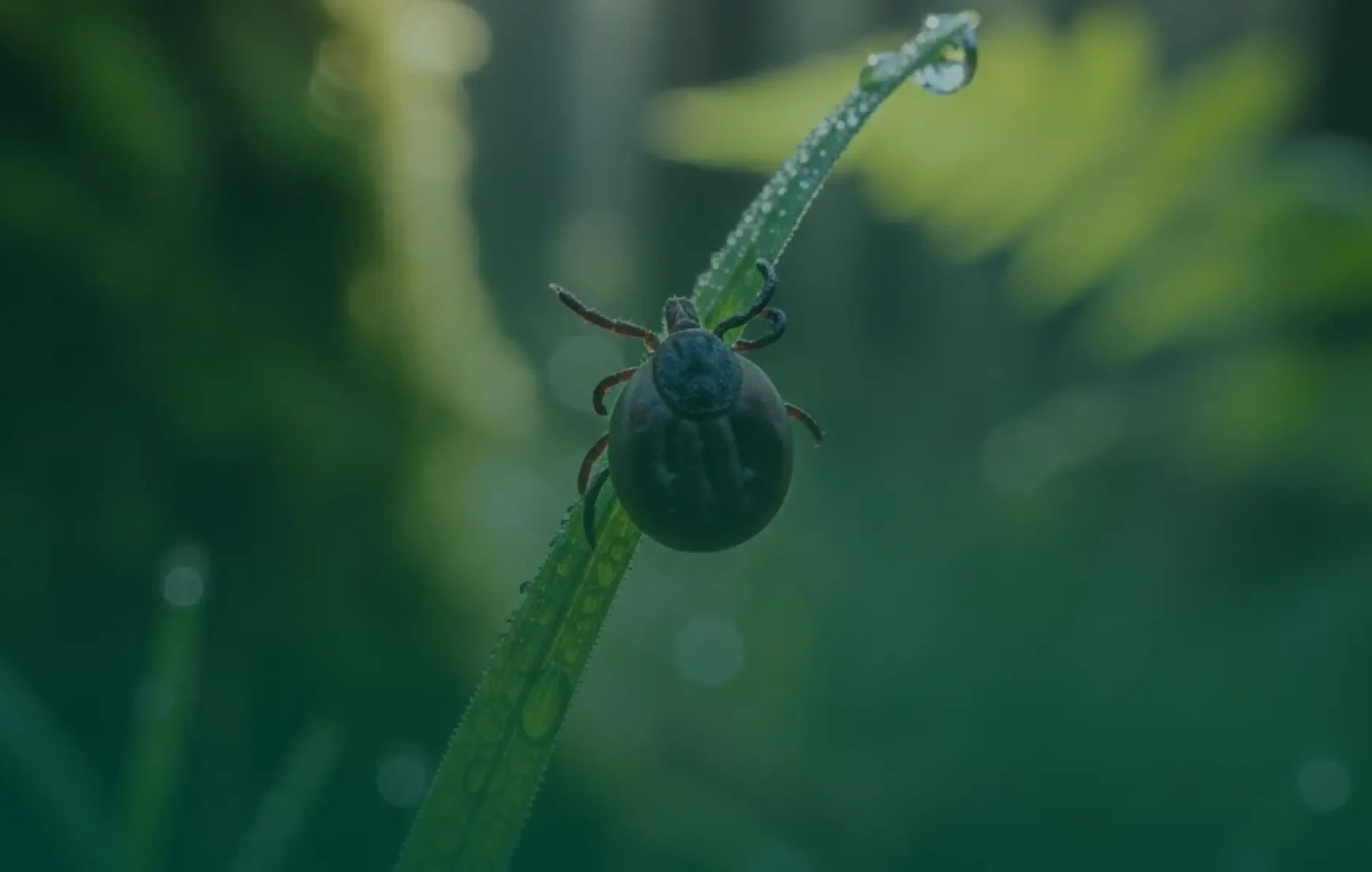 Close-up of a tick on a green grass blade with dewdrops, against a blurred green background.