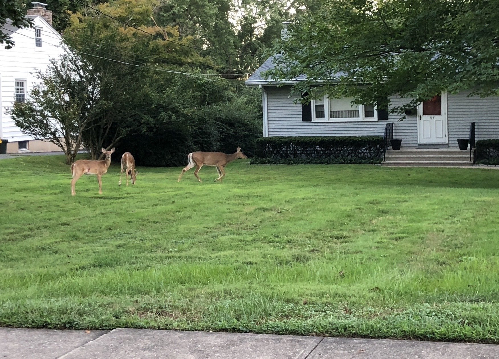 Three young deer in a front yard with green grass, near a white house with black shutters and a large tree providing shade.