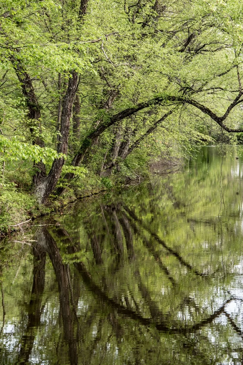green trees reflection on water